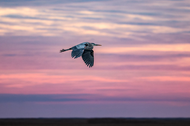 Great Blue Heron BIF at sunrise...IM8A6495A
