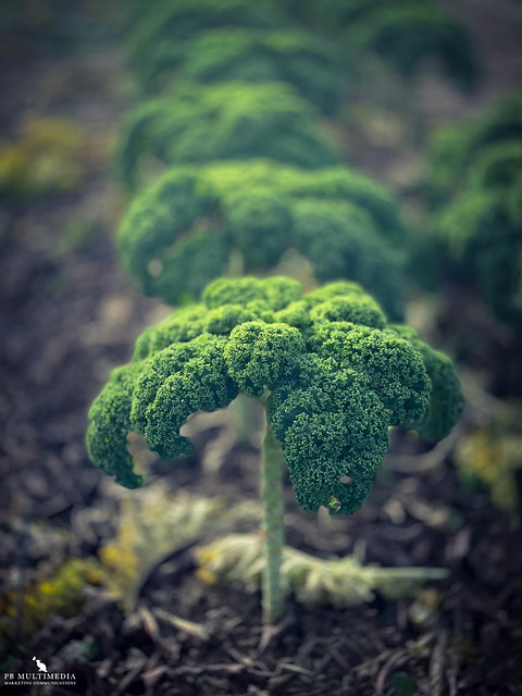 Kale Growing In The Field
