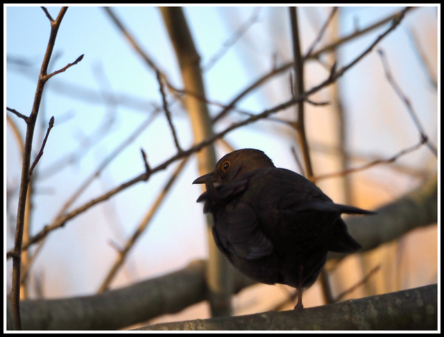 Evening Blackbird: Turdus merula.