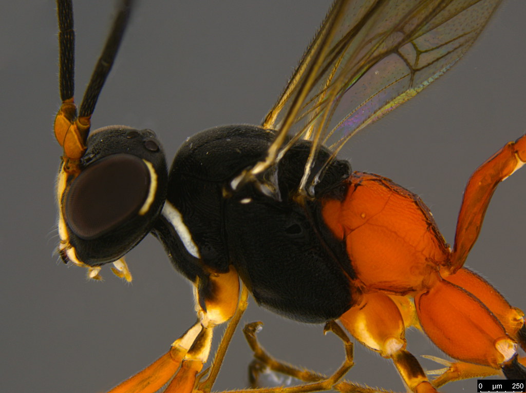 9b - Ichneumonidae sp.