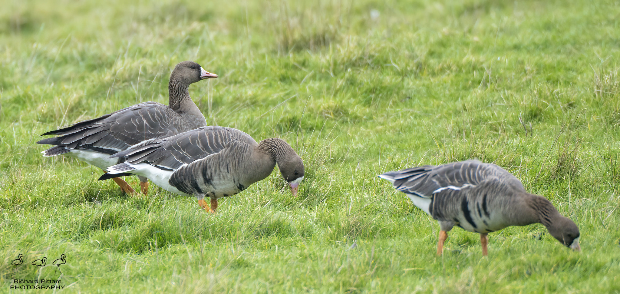 Russian White-fronted Geese