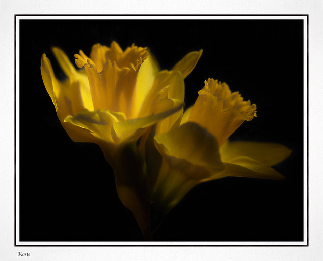 Artistic sunlit Daffodils
