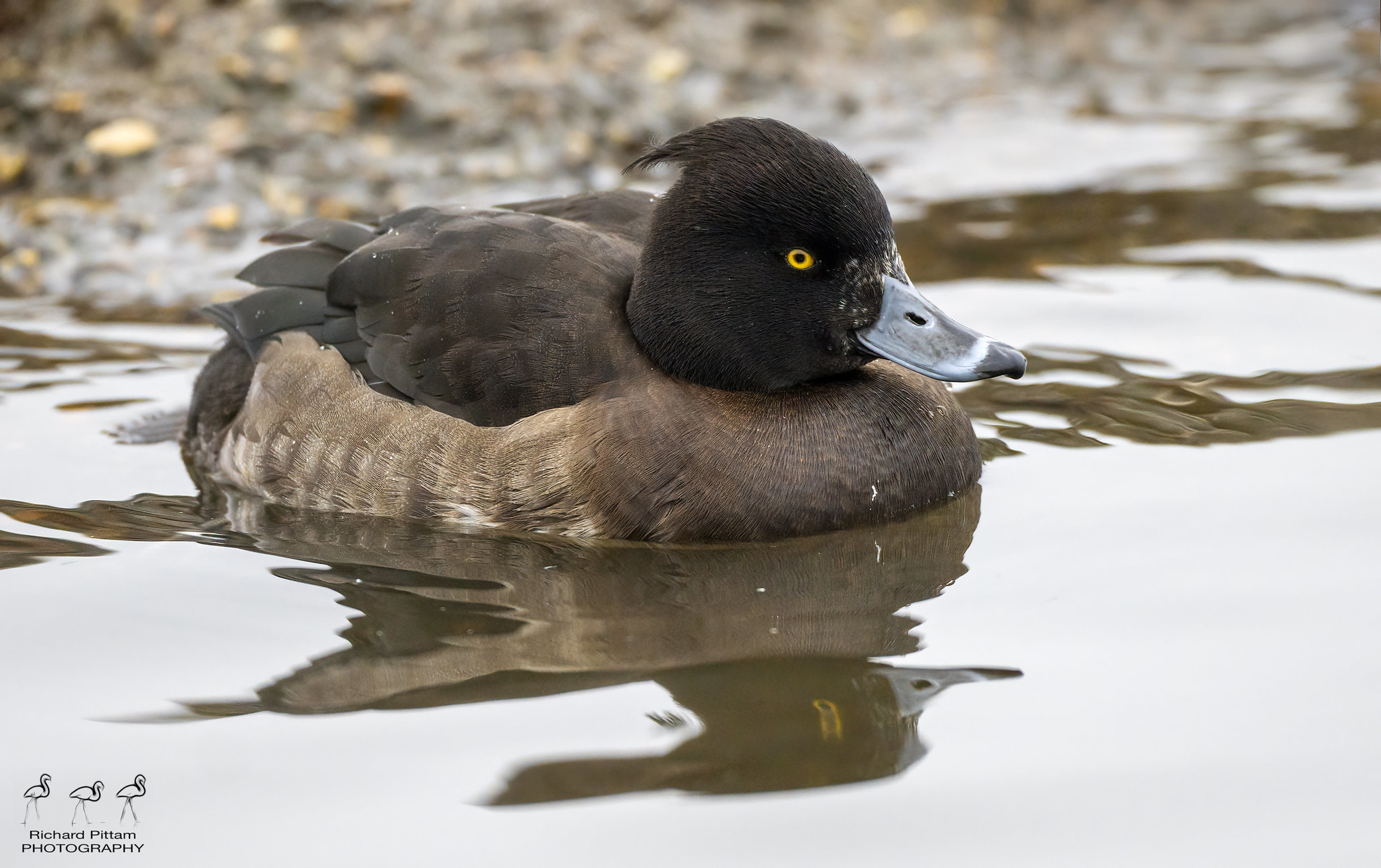 Tufted Duck [female]