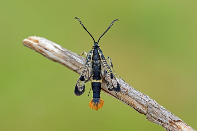 52.005 Welsh Clearwing (Synanthedon scoliaeformis), Glen Rossal, Highland