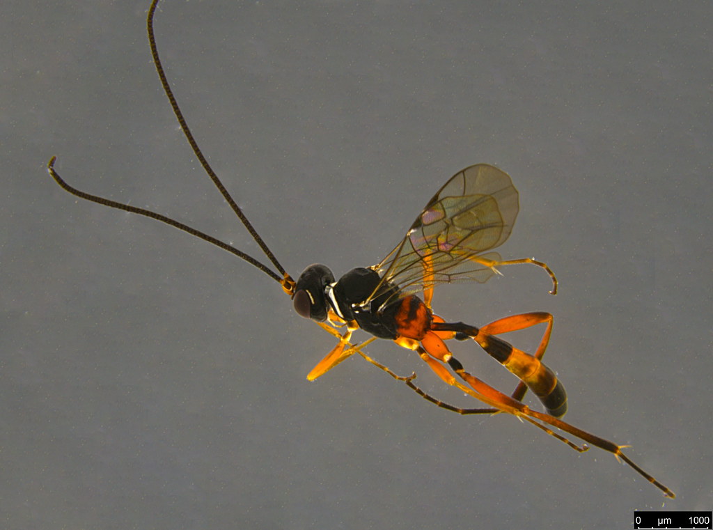 5a - Ichneumonidae sp.