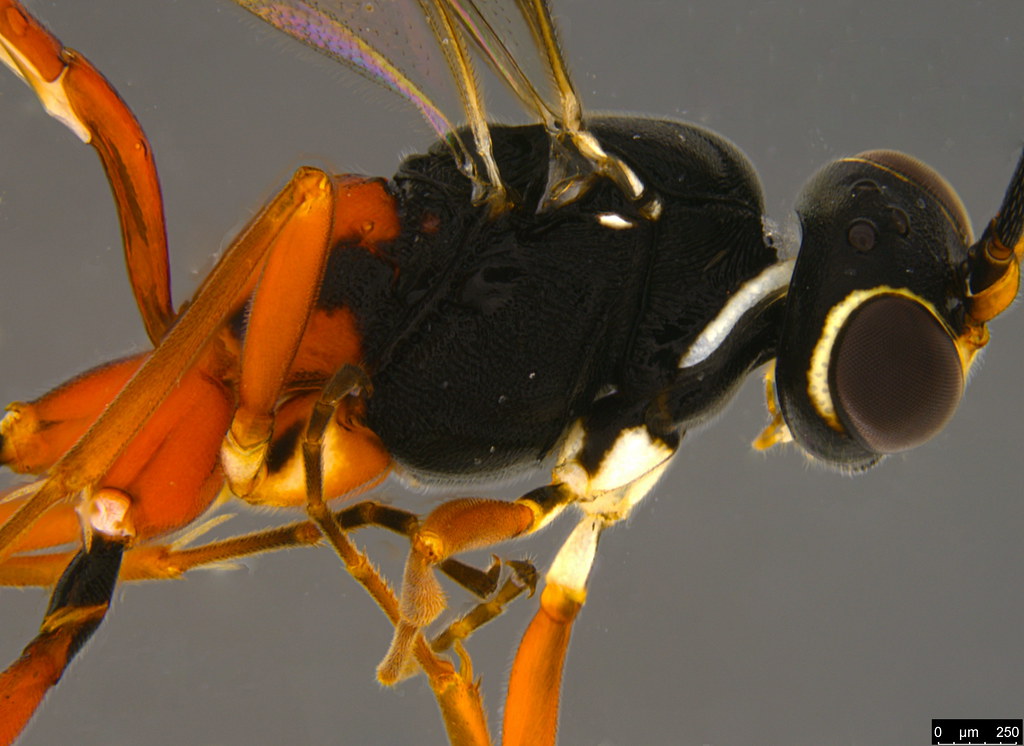 6b - Ichneumonidae sp.