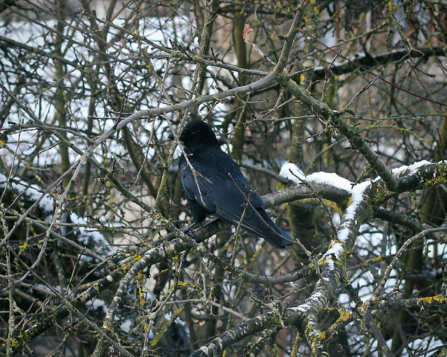 Crow..