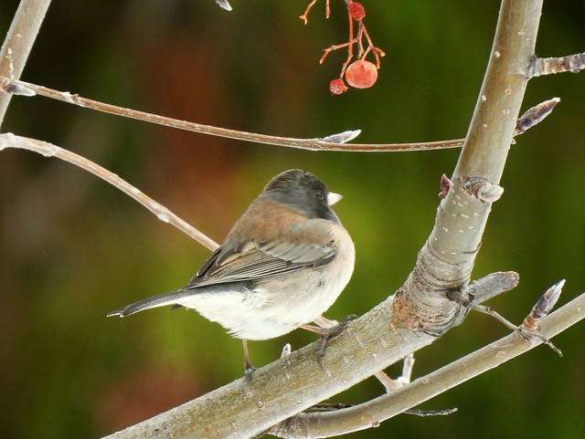 Junco and Berry