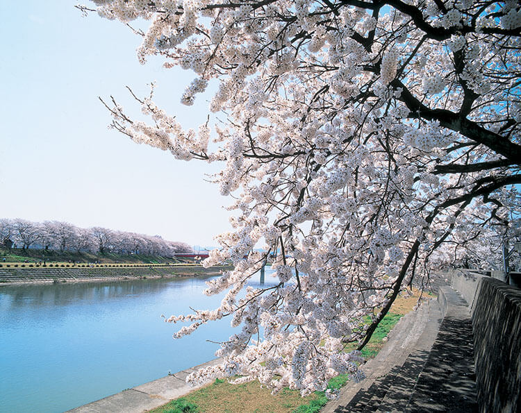 best cherry blossom viewing spots in Japan