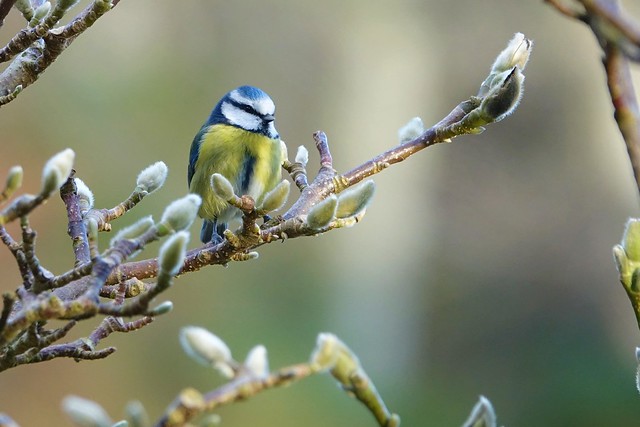 Blue tit among the Buds