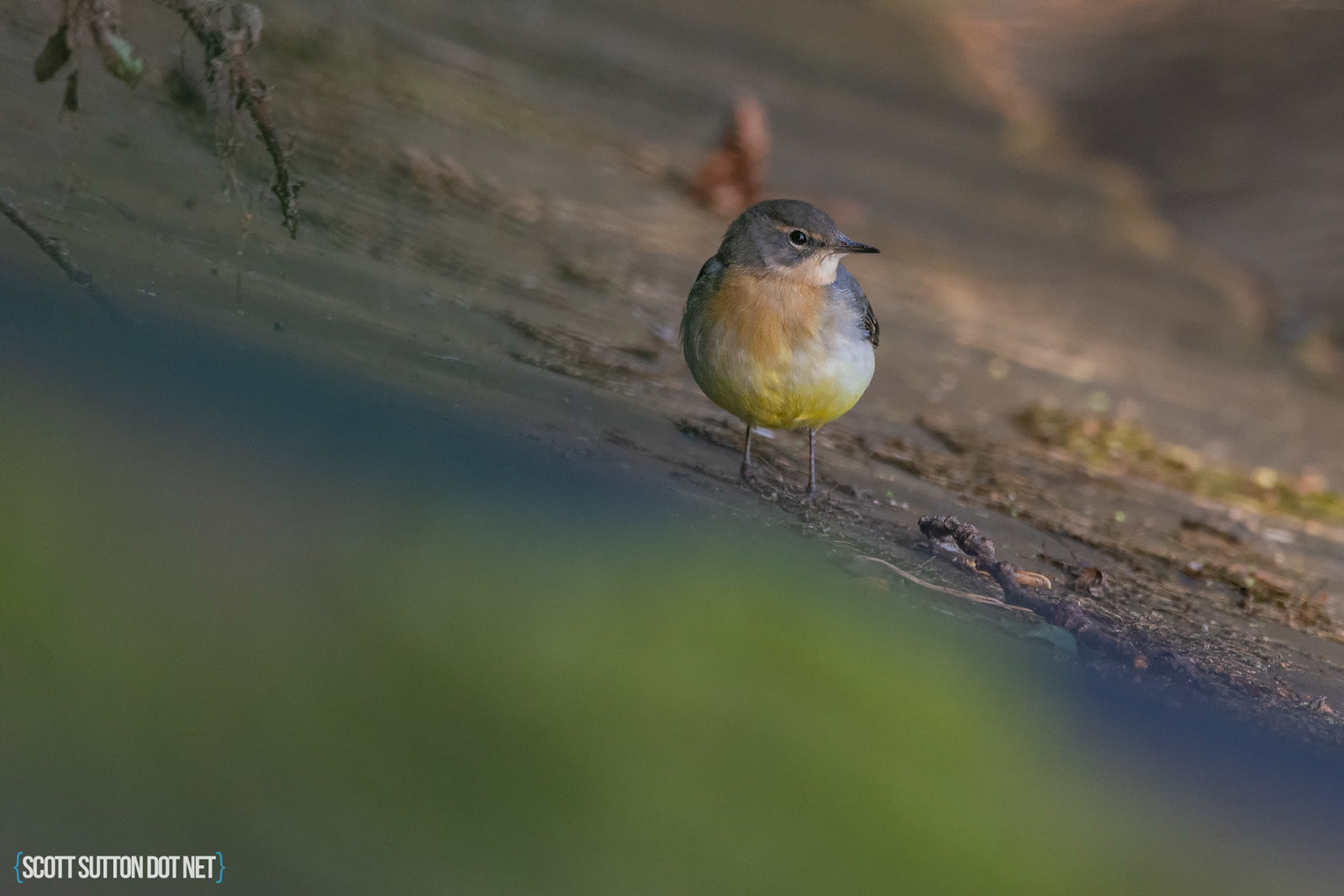 Grey Wagtail at a plant Nursery water storage pond