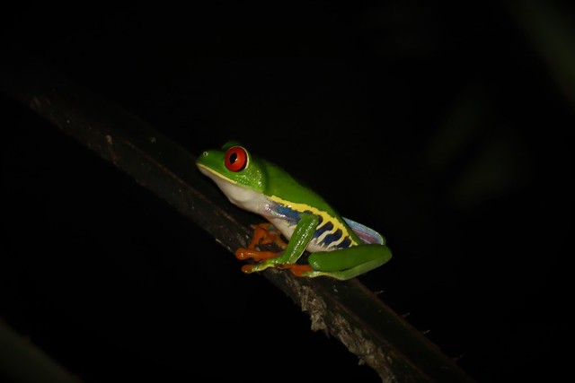 Red eyed tree frog 1.23.22 Costa Rica