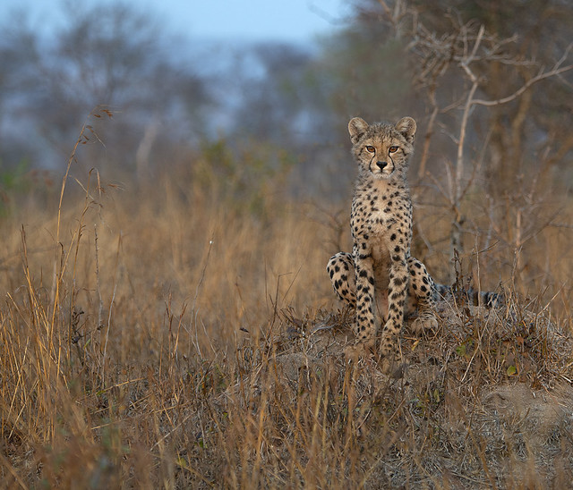 Cheetah Cub on Anthill
