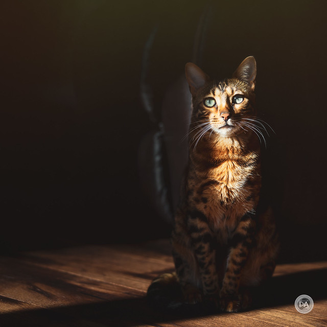 Bengal in Shadow