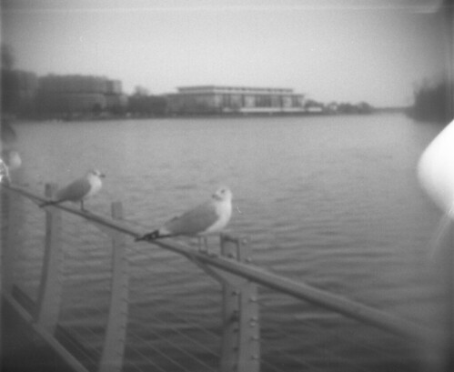 Georgetown Gulls