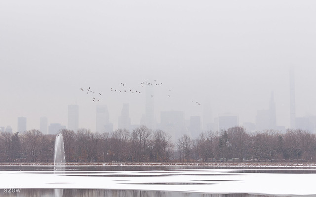 Flying Geese and Manhattan Skyline