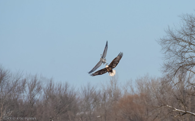 Bald Eagle chases down a Great Blue Heron.