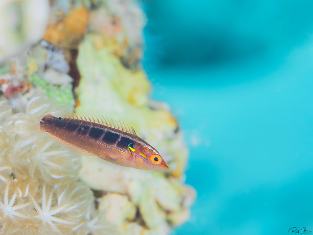 Spot-tail Wrasse - Juvenile - Coris caudimacula