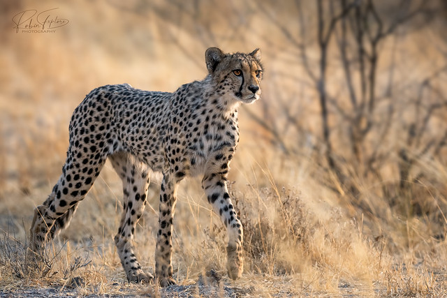 Cheetah 13 _flickr