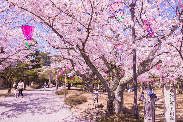 cherry blossoms at Rojo Park, Ishikawa