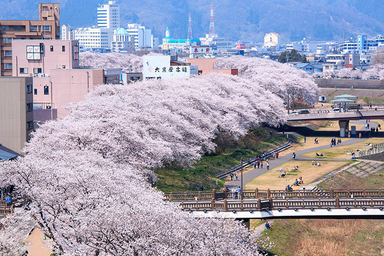 The Asuwa River Cherry Blossoms