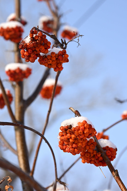 Ягода рябина / Rowan Berries
