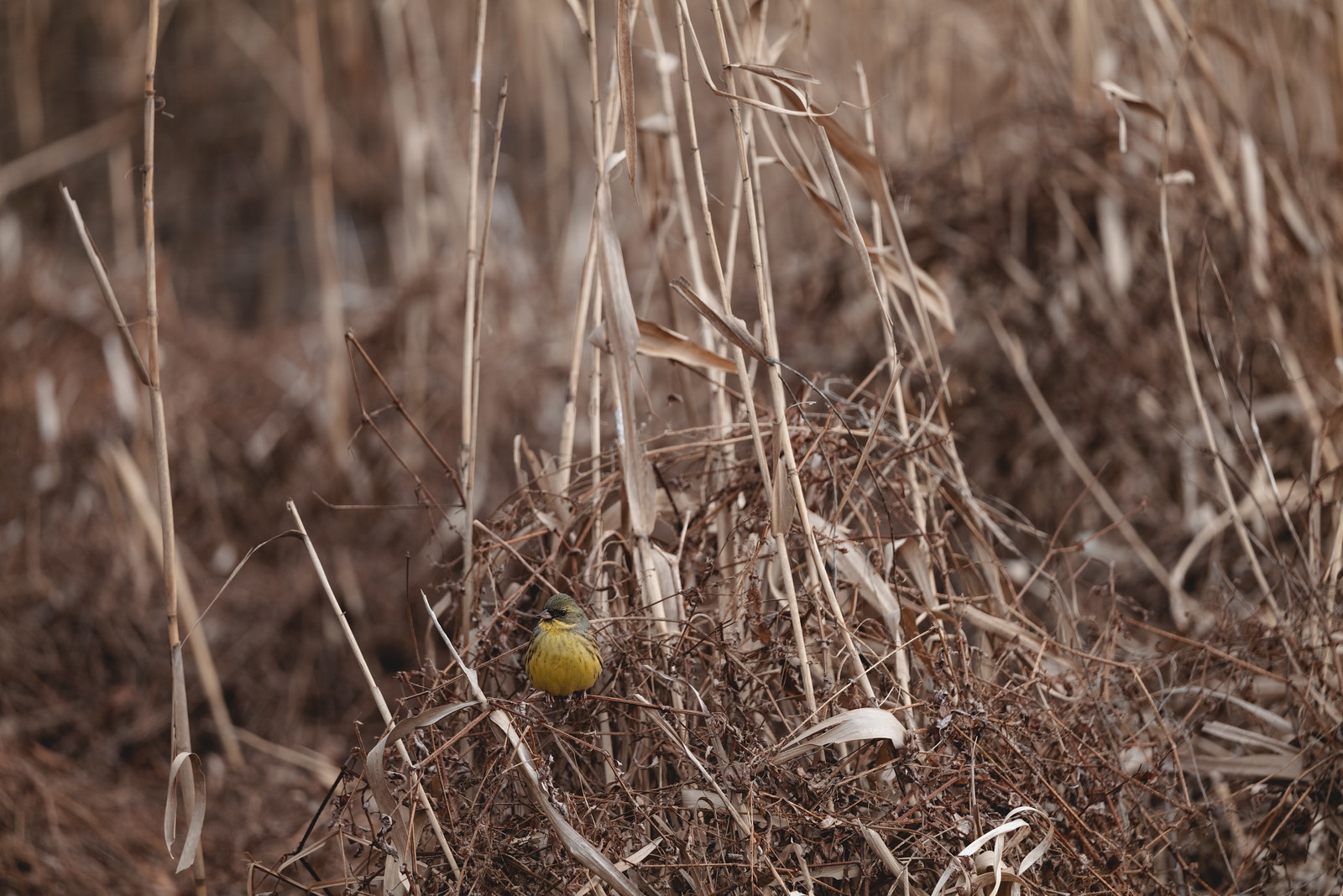 Black-faced bunting