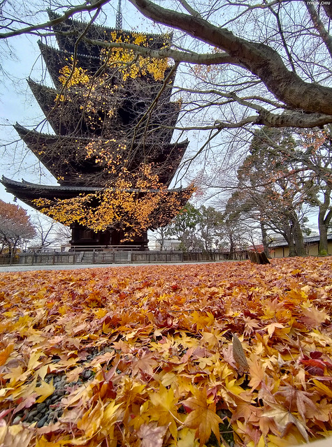 京都市・東寺 五重塔 ∣Five-story pagoda・Toji Temple