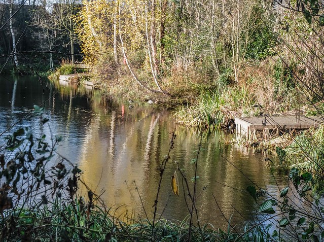 York Railway Pond, December 2021 - 4