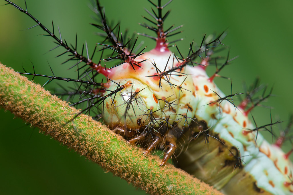 Saturniid moth caterpillar (Hemileucinae)