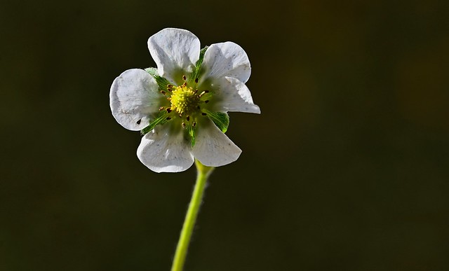 flor de morangueiro