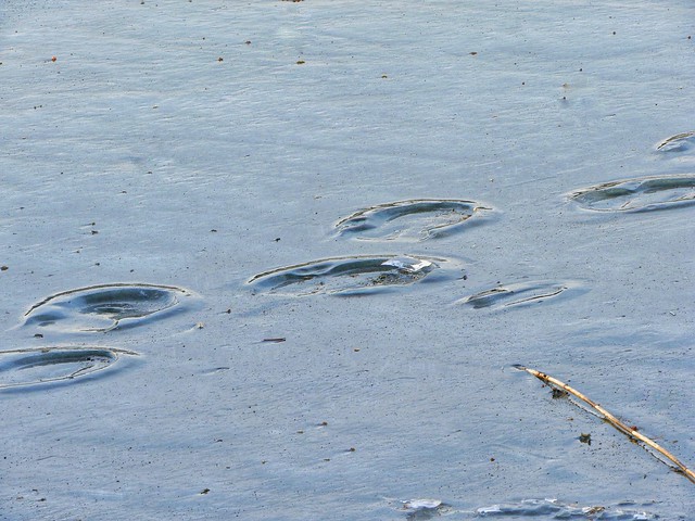 Fotavtryck på isen - Footprints on the ice