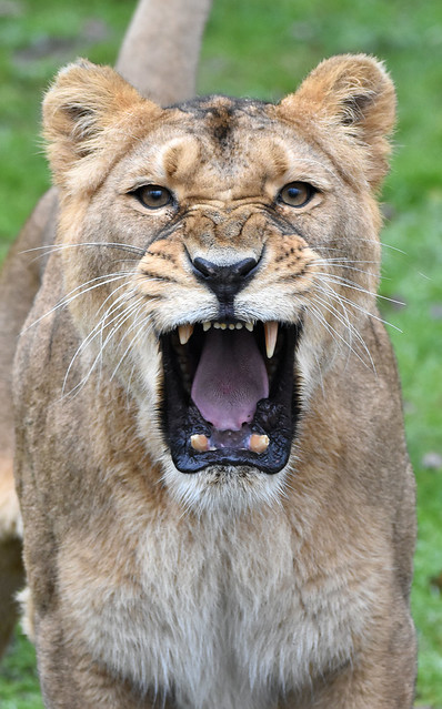 Asian lion - Zoo Planckendael
