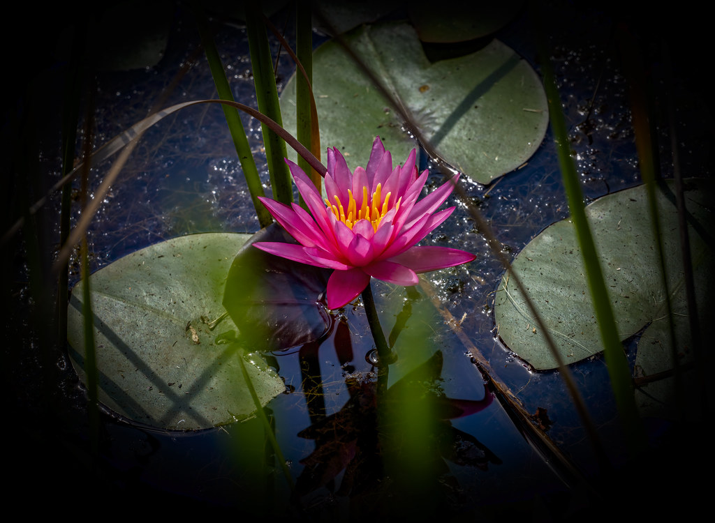 Deep pink Water Lily.