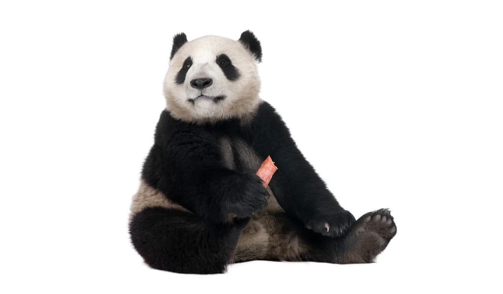 insémination-artificielle-augmente-le-rejet-des-petits-chez-les-pandas-géants