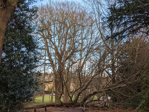 Tree Fallen in Balbirnie Park, Markinch