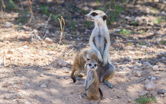 Meerkat whit babys