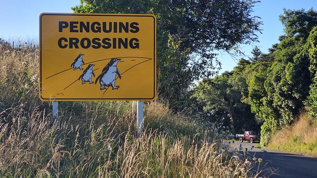 Penguins again!