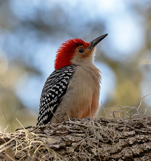 Little Red-Bellied Woodpecker
