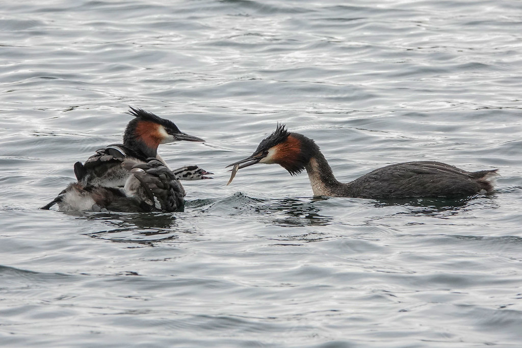 The crested grebe family go fishing