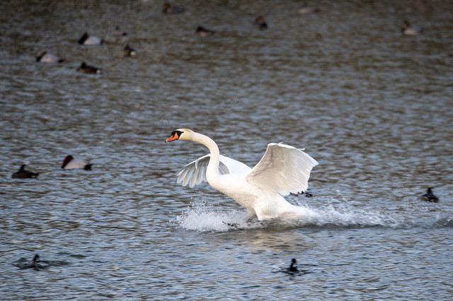 Mute Swan coming in to land
