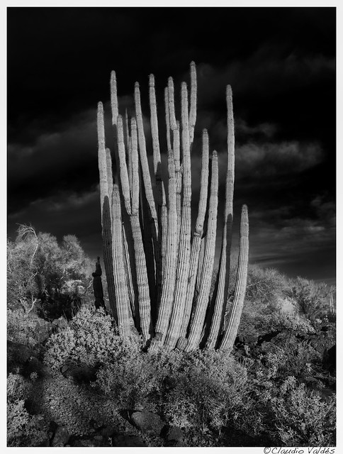 Organ pipe cactus at first light
