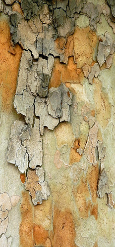 The jigsaw bark of a Plane Tree