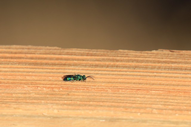 Metallic Bluish-green Cuckoo Wasp