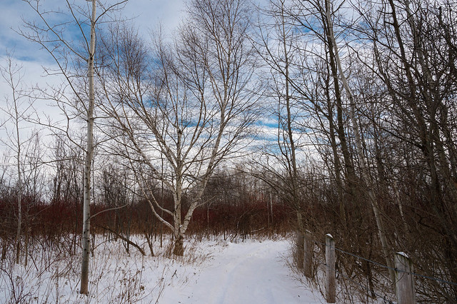 Winter trail.