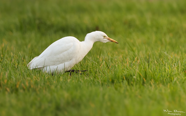 Koereiger -  Western Cattle Egret
