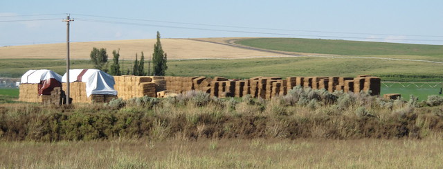 Bales of hay or straw for winter....IMG_3123