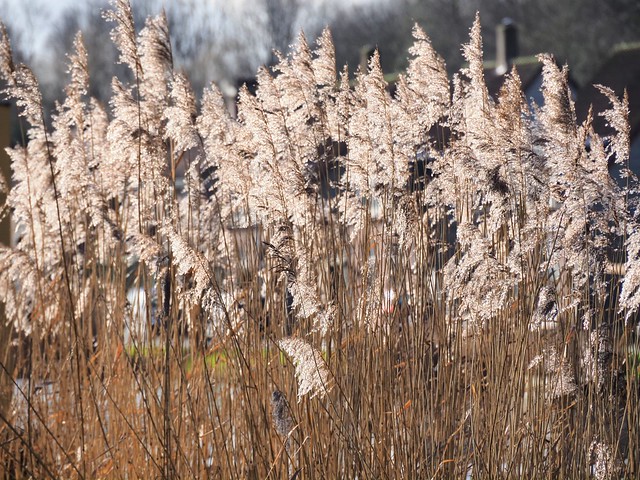 The reed plumes are waving happily in the wind