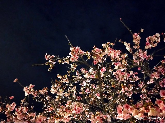 「2022台北東湖樂活夜櫻季」(2022 Taipei Lohas Cherry Blossoms Festival), Taipei, Taiwan, SJKen, Jan 31, 2022.