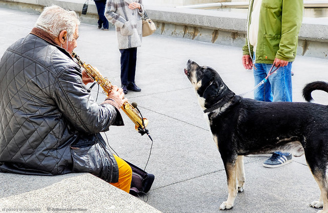el perro y la trompeta